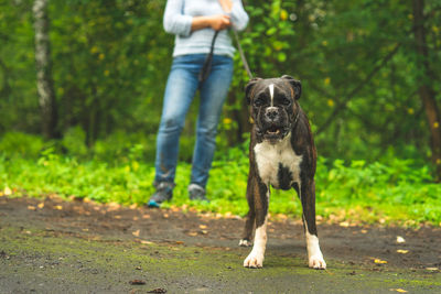 Rear view of dog running on field