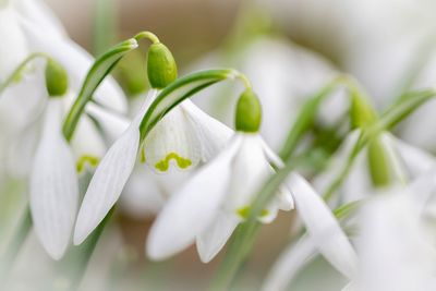 Close up of spring flower galanthus