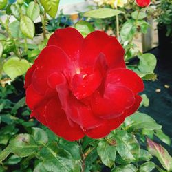 Close-up of wet red rose blooming outdoors