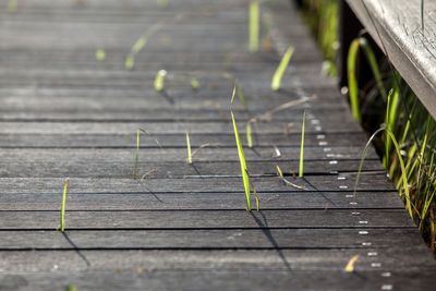 Grass on boardwalk during sunny day