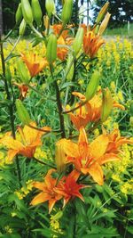 Close-up of yellow flowering plants in garden