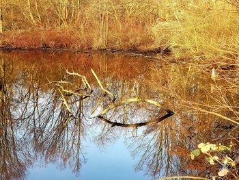 Reflection of tree in lake