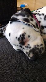 Close-up of dog sleeping