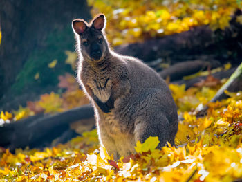 Close-up of a wallaby