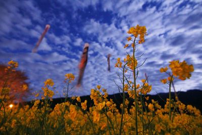 Low angle view of flowers on field against sky