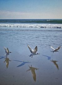 Seagulls flying over sea