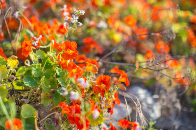 Close-up of orange flowers blooming on tree
