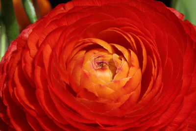 Close-up of red rose