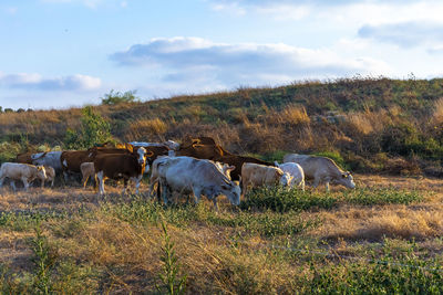 View of cows on field
