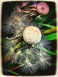 Close-up of flowers