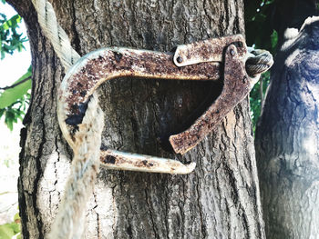 Close-up of lizard on tree trunk