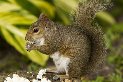 Close-up of squirrel eating popcorn