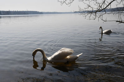 Swans swimming in lake