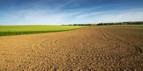 Scenic view of agricultural field against sky