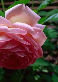 Close-up of pink rose blooming outdoors