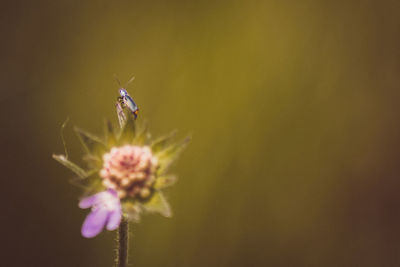 Close-up of insect on purple flowering plant