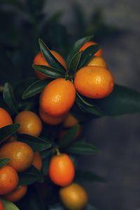 Close-up of orange fruits