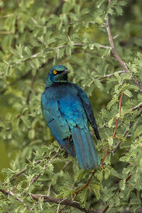 Bird perching on branch