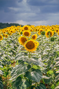 Close-up of yellow flowering plants against sky