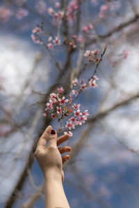 Low angle view of pink cherry blossom on tree