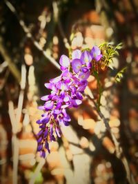 Close-up of fresh purple flowers