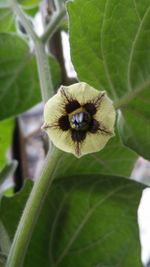 Close-up of bee on flower