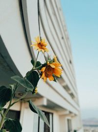 Close-up of flowering plant against sky