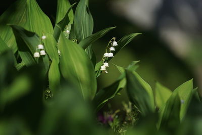 Close-up of fresh green plant