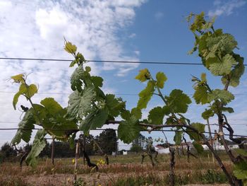 Low angle view of flowering plants on field against sky