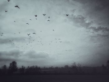 Flock of birds flying in sky