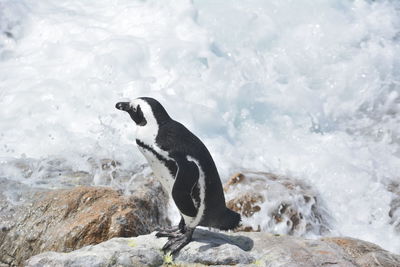 View of an animal on rock