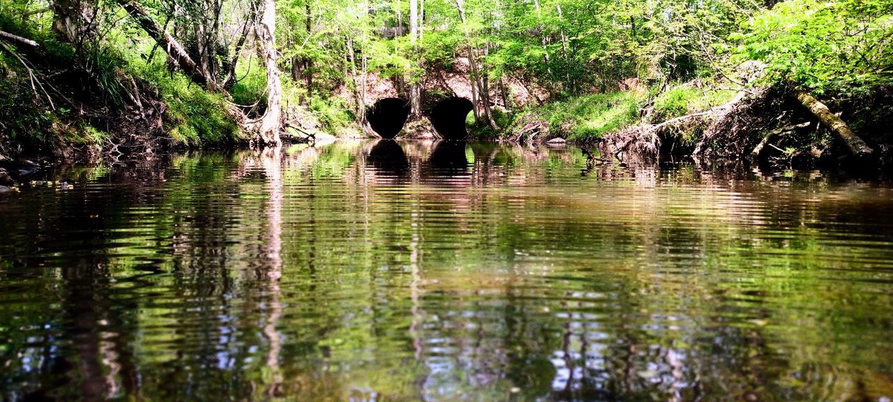 water, plant, tree, reflection, lake, natural environment, nature, swamp, jungle, beauty in nature, wetland, forest, tranquility, animal, day, animal themes, no people, animal wildlife, wildlife, outdoors, growth, green, scenics - nature, wilderness, stream, waterfront, rainforest, tranquil scene, non-urban scene, travel destinations, land, environment
