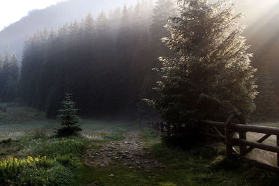 Trees in forest