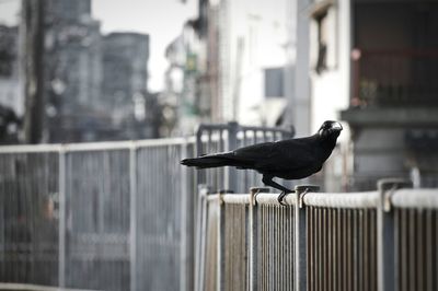 Bird perching on railing