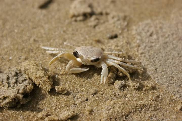 Crab on the beach