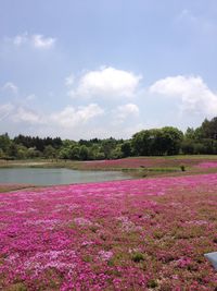 Scenic view of pink flowering plants on field against sky