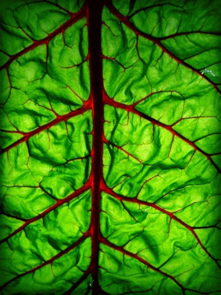 leaf, green color, leaf vein, growth, close-up, nature, natural pattern, green, plant, full frame, leaves, beauty in nature, backgrounds, tranquility, pattern, branch, freshness, no people, lush foliage, day