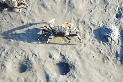 High angle view of horse on sand