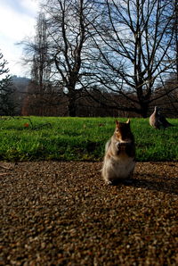 Cat on field