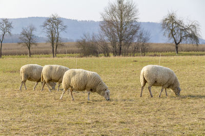 Sheep grazing in a field