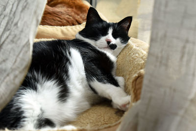 High angle view of cat resting at home