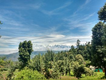 High angle view of trees against sky