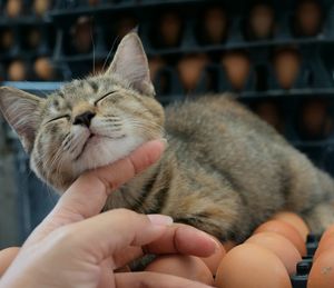 Close-up of hand holding cat