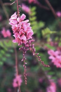 Close-up of pink flowering plant