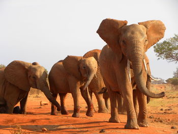 Elephant standing against clear sky