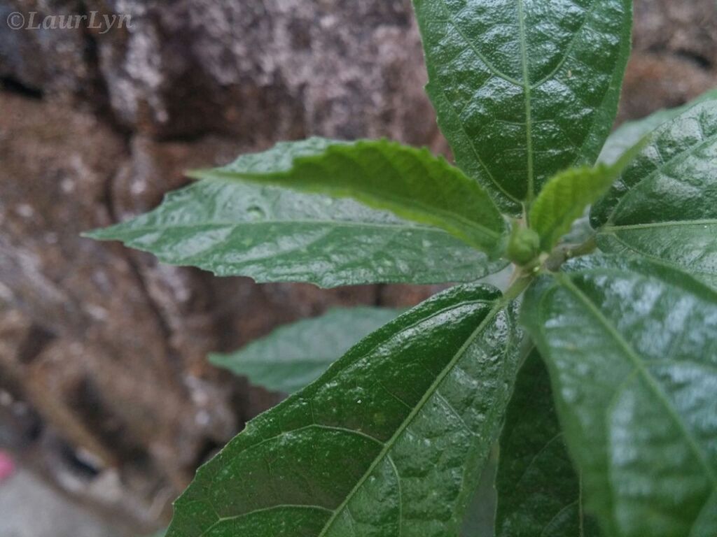 leaf, green color, close-up, growth, focus on foreground, leaf vein, nature, plant, selective focus, wet, day, beauty in nature, outdoors, drop, green, no people, natural pattern, high angle view, fragility, leaves