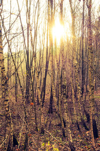 Sun shining through trees