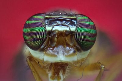 Close-up portrait of insect