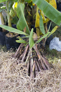Close-up of plants