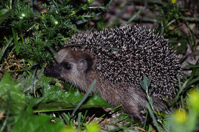 Hedgehog on a night hunt